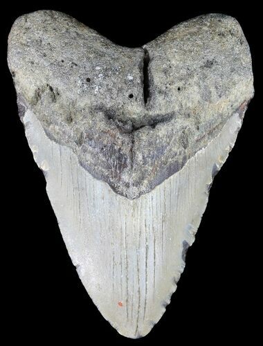 Bargain, Megalodon Tooth - North Carolina #51002